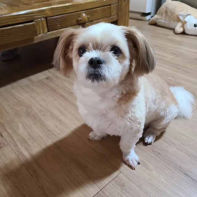 아리아지