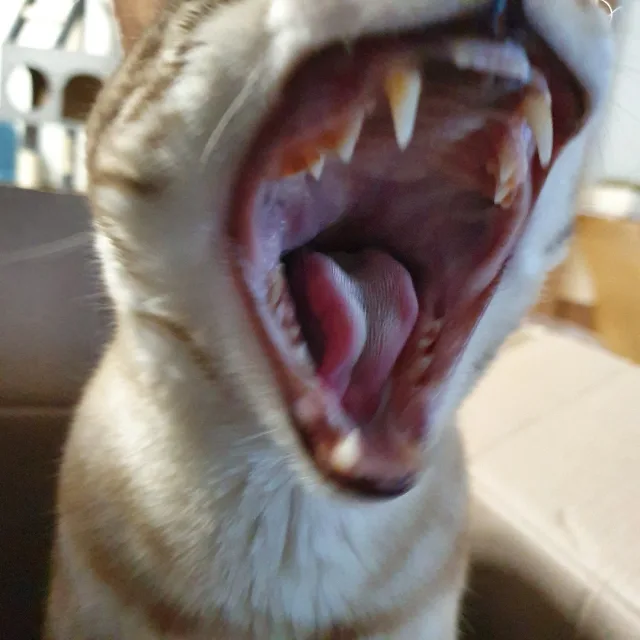 라이레볼루션