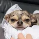 김치탐사대