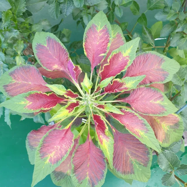 뭉개구름