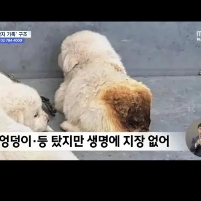 딩구르