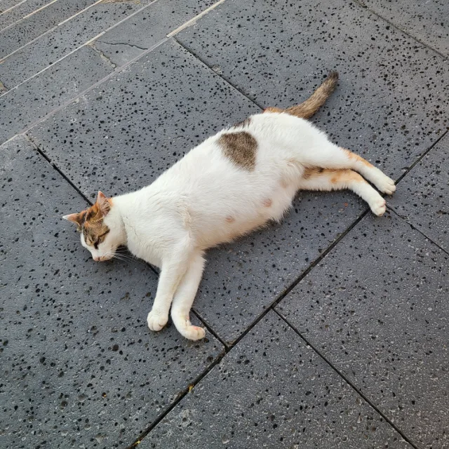 쎄미2014