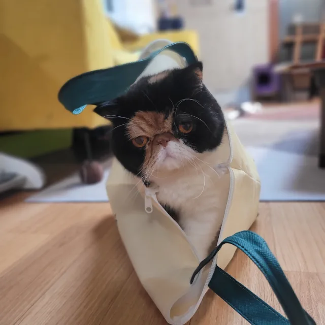 갱쏠맘
