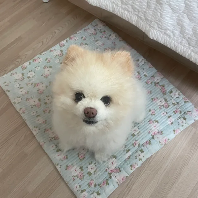 백설기