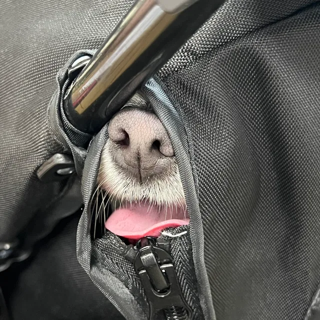당근과감자칩