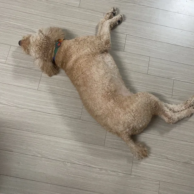 초코