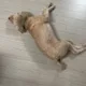 초코