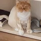 냐옹이