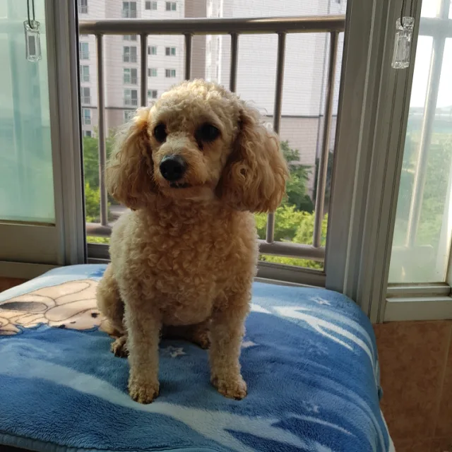 초코