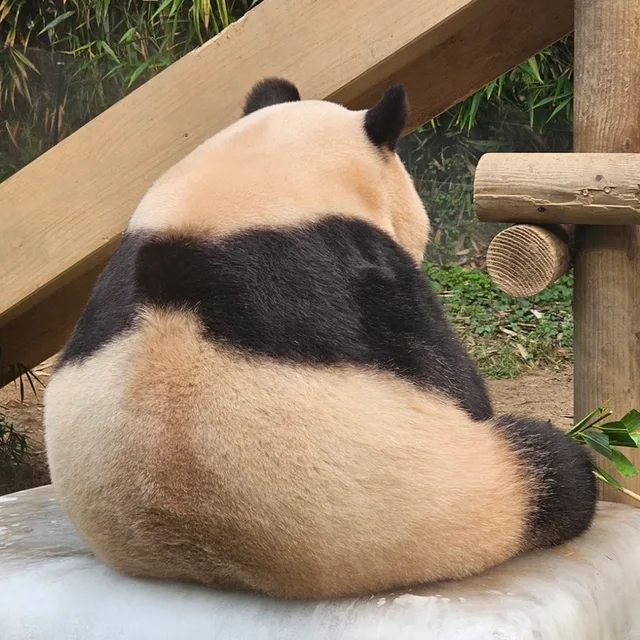 보리언니