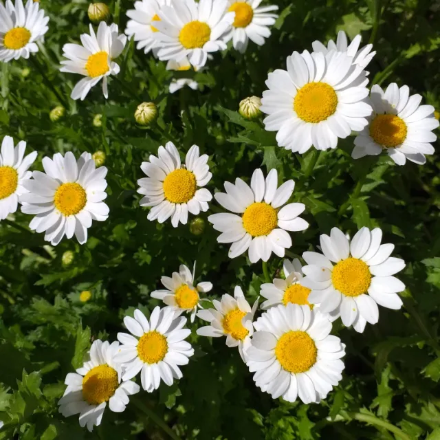 마가렛