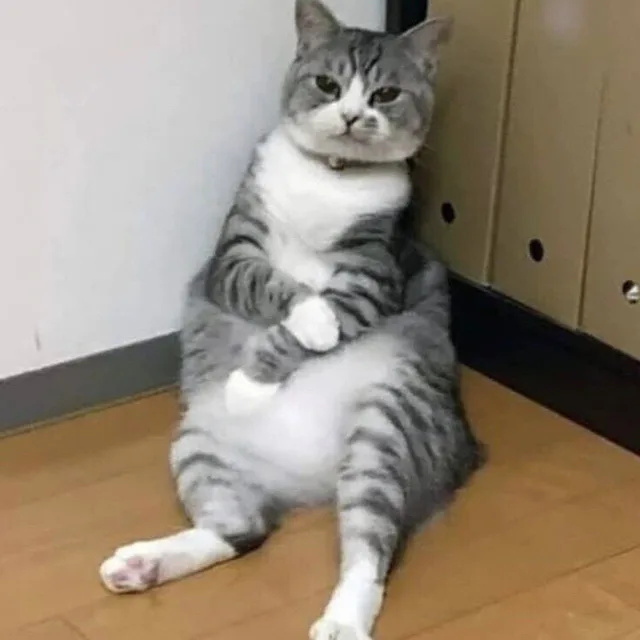 포동포동진