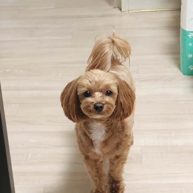 땅콩