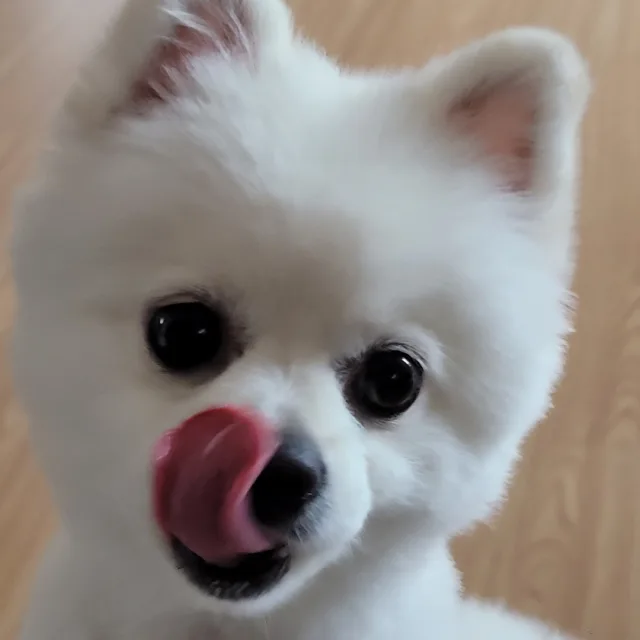 지우파파
