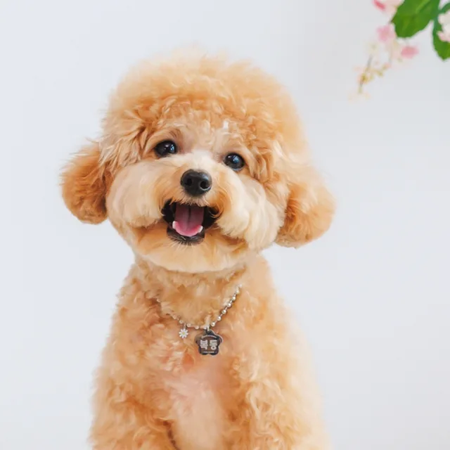 복동이누나