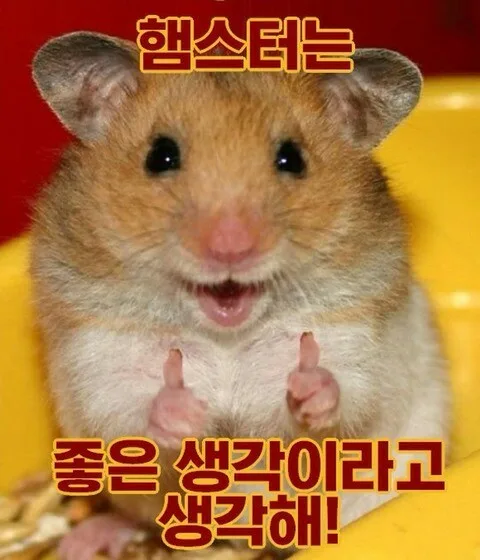 햄지볼