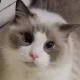 cat300