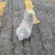 어흥어흥