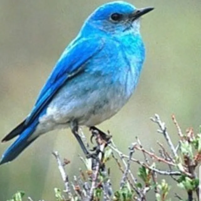파랑새