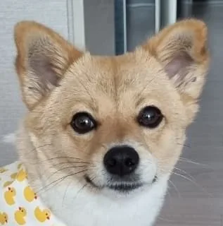 부덩