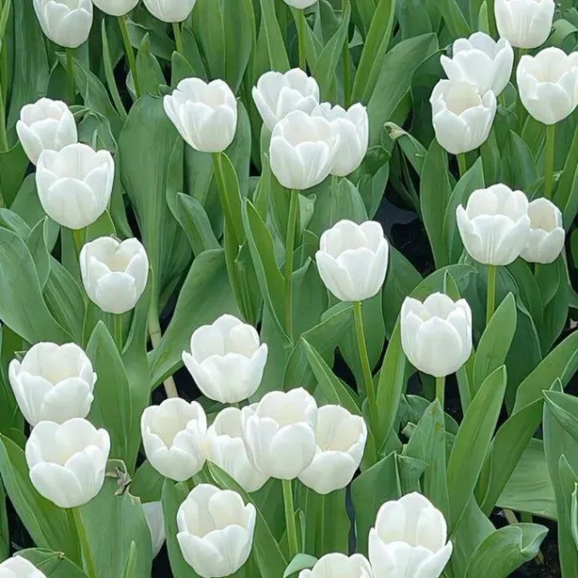 송2송