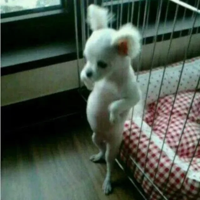 뽈록이