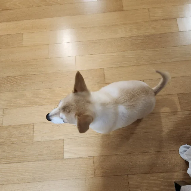 치즈버거