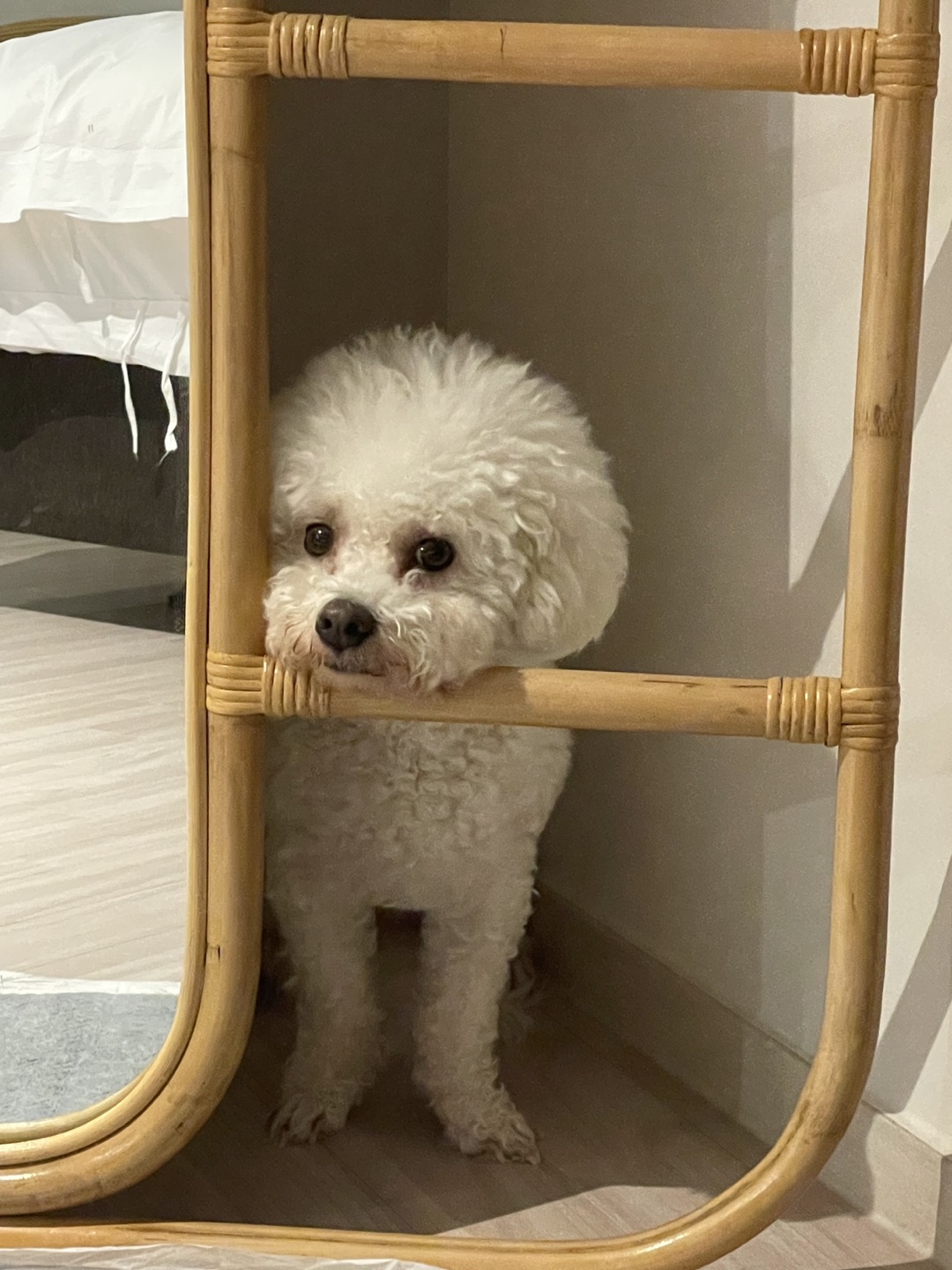 꼼꼬미
