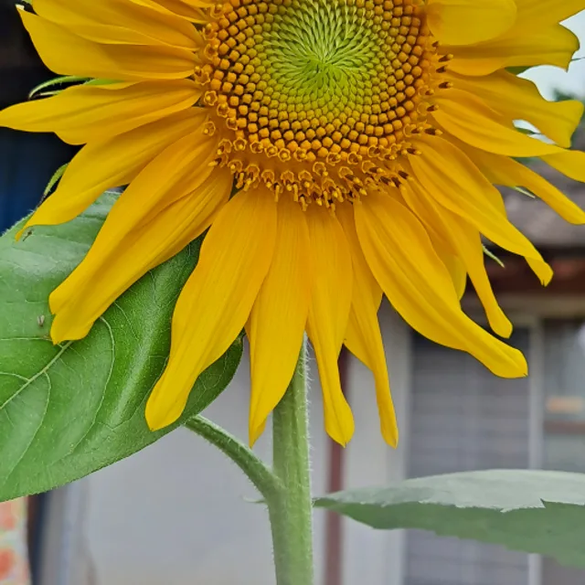 해바라기