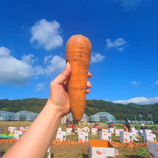 유기농당근
