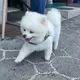 유신사