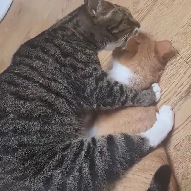당나귀