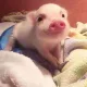 당근주민
