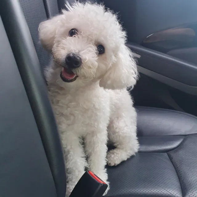 당근조아
