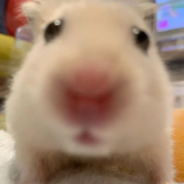 햄돌