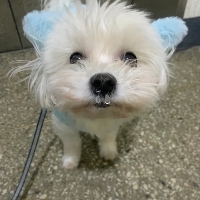 공주
