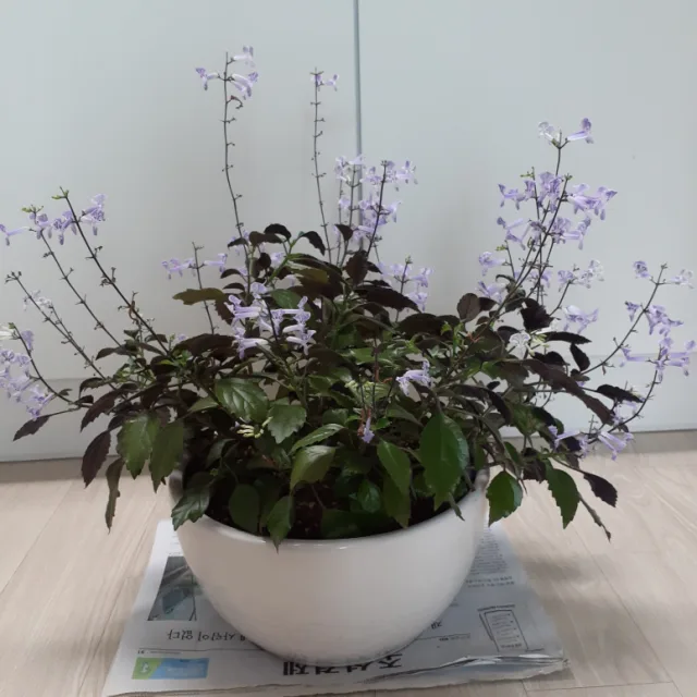 해바라기