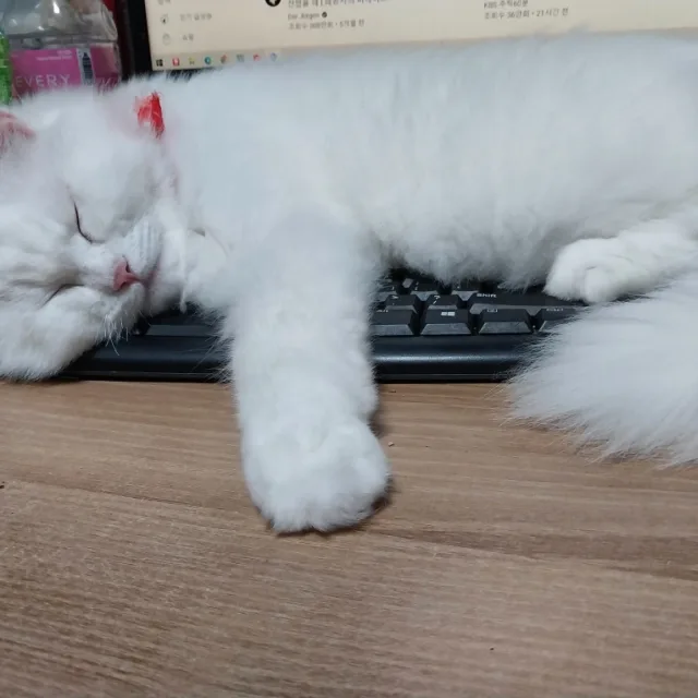 냥이맘