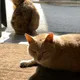 면곡당랩실