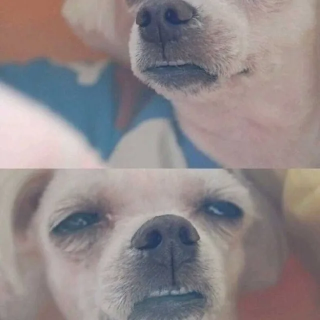 냥냐미