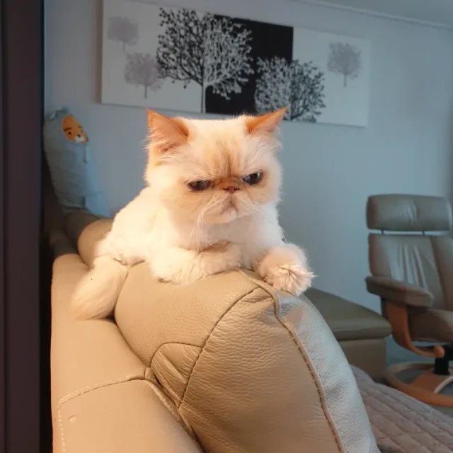 레드골드