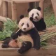 푸바오