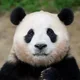 잉시