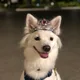 보로