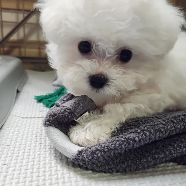 드브드브둡
