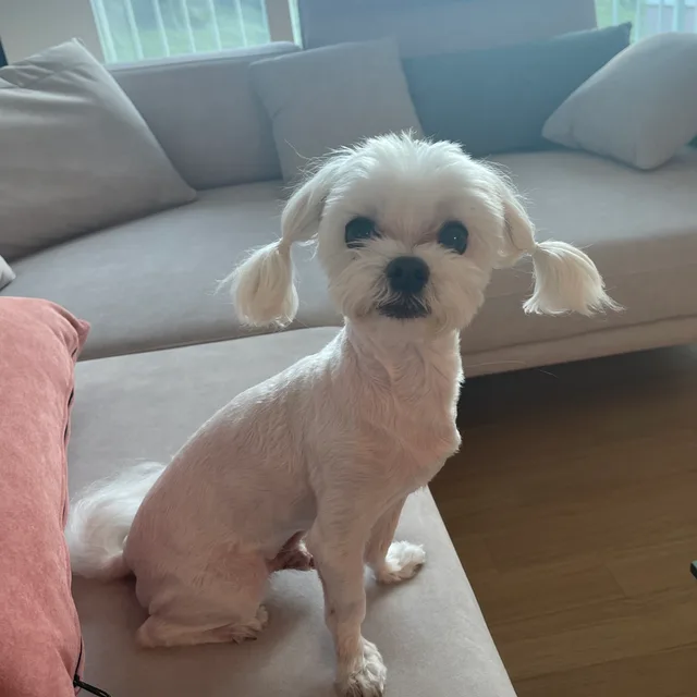 디효닝