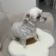 보리는콩콩