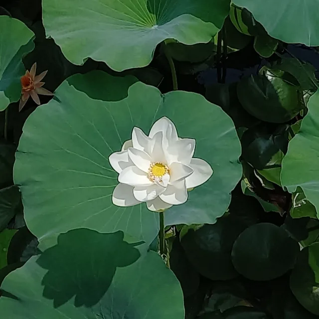 산호