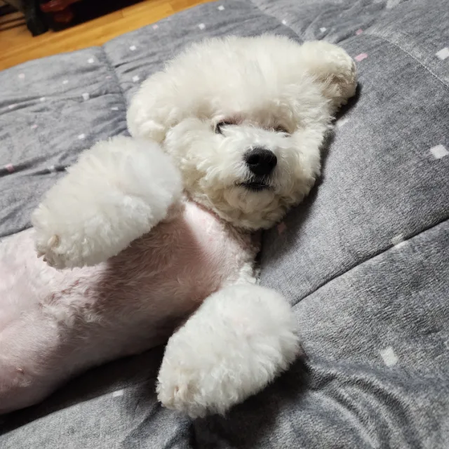 멍멍행성댕댕박사
