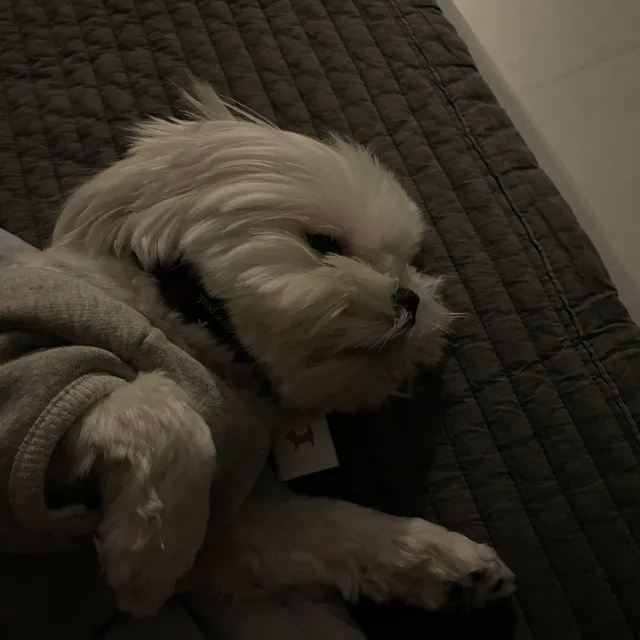 dogbugbaby